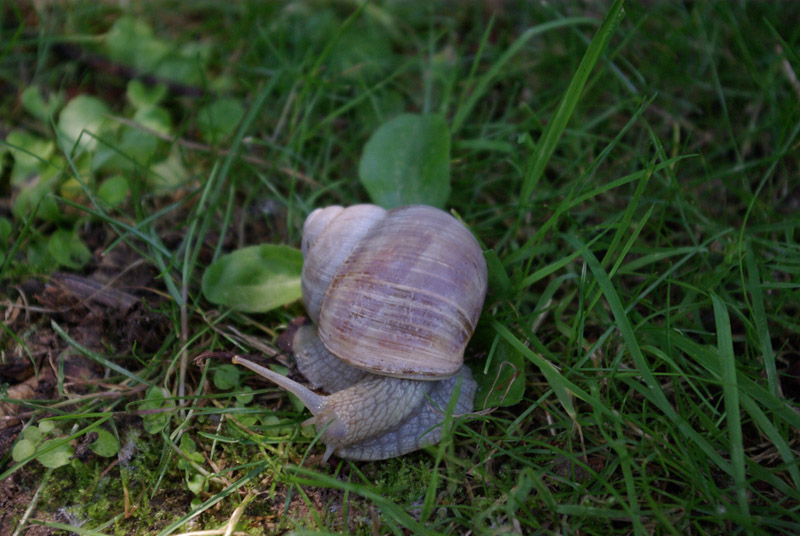 IMGP0060